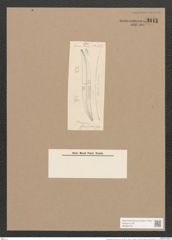 Pleurosigma staurophorum Grun. (de-Toni-Nr.: Genus 13, Species 1087) Zeichnungen Sammlung Grunow Nr. 2113 (NHMW-BOT-W0369143)